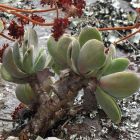 Crassula swaziensis succulente graines