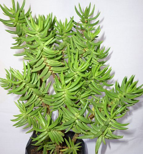 Crassula tetragona miniature pine tree seeds