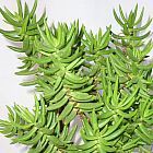 Crassula tetragona synonyme: Crassula caffra, Crassula fruticosa graines