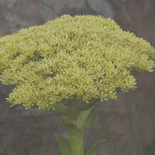 Crassula vaginata yellow Crassula seeds