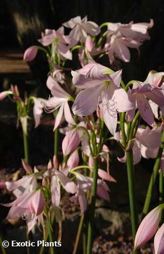 Crinum moorei natal lily seeds