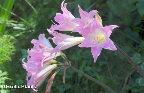 Crinum moorei natal lily seeds