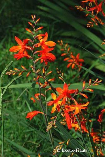 Crocosmia aurea falling star seeds