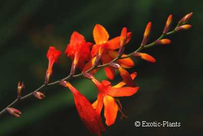 Crocosmia aurea falling star seeds