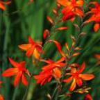 Crocosmia aurea ?toile tombant graines