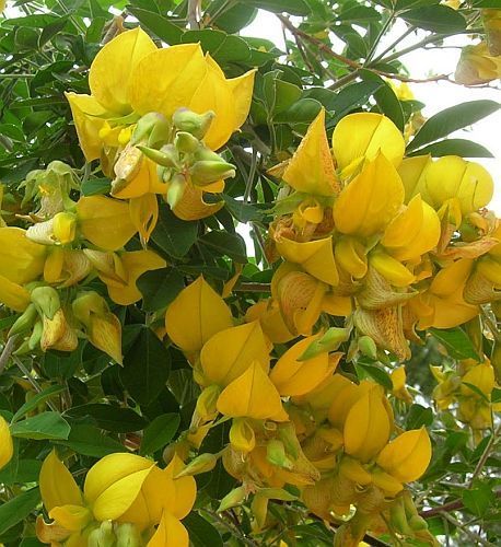 Crotalaria capensis Cape rattle-pod, Cape laburnum seeds