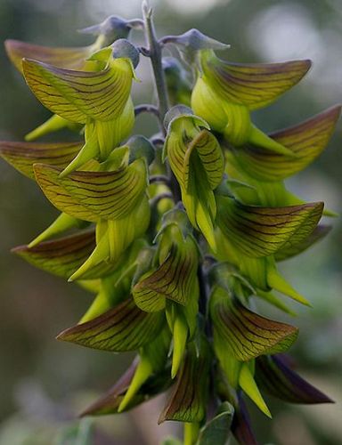 Crotalaria cunninghamii Green Birdflower - Regal Birdflower seeds