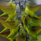 Crotalaria cunninghamii Gr?ne Vogelblume Samen
