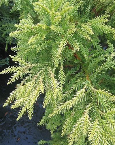 Cryptomeria japonica Japanese cedar seeds