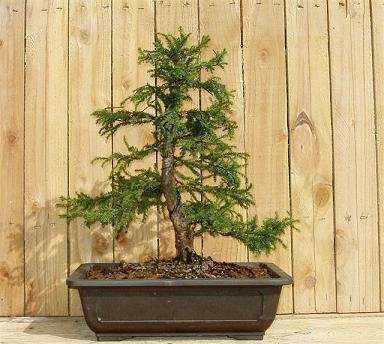 Cryptomeria japonica Japanese cedar seeds