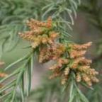 Cryptomeria japonica