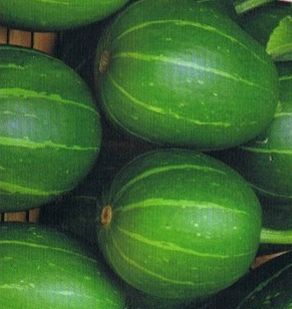 Cucumis sagittatus Goats apple - Decorative wild cucumber seeds