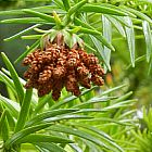 Cunninghamia lanceolata Araucaria de Chine graines