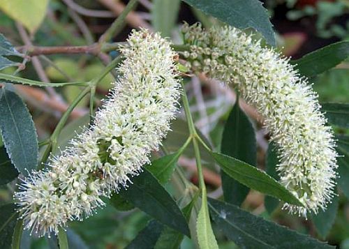 Cunonia capensis butterspoon tree seeds