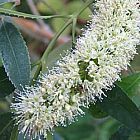 Cunonia capensis Butterl?ffel Baum Samen