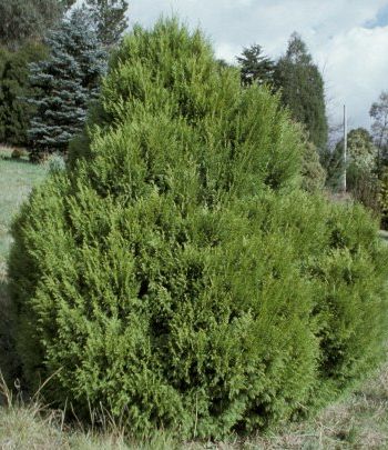 Cupressus torulosa Himalayan cypress - Bhutan cypress seeds