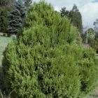 Cupressus torulosa  semi