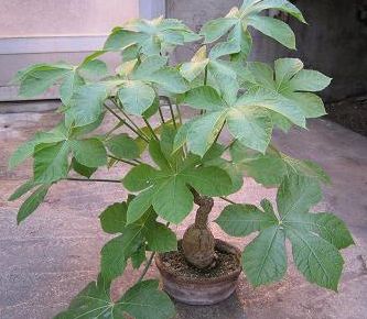 Cussonia arenicola Sand cabbage tree seeds