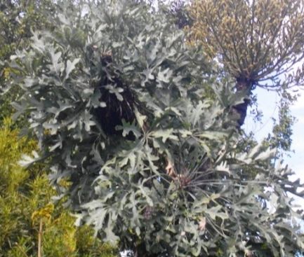 Cussonia paniculata subsp. sinuata Mountain Cabbage Tree seeds