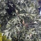 Cussonia paniculata subsp. sinuata Gebirgskohlpalme Samen