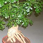 Cussonia sphaerocephala