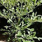 Cussonia transvaalensis graue Kohlpalme - grauer Kohlbaum Samen