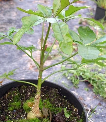Cussonia zuluensis zulu cabbage tree seeds