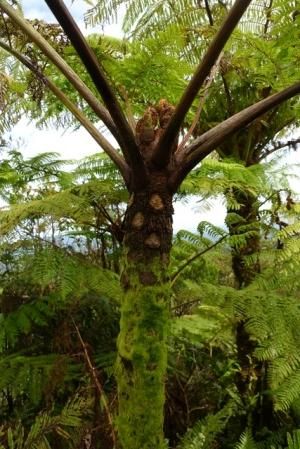 Cyathea alata Tree fern seeds