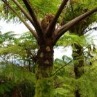 Cyathea alata Foug?re arborescente graines