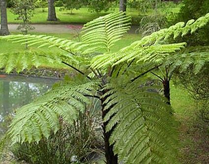 Cyathea australis rough tree fern seeds