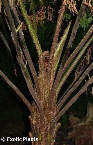 Cyathea australis rough tree fern seeds