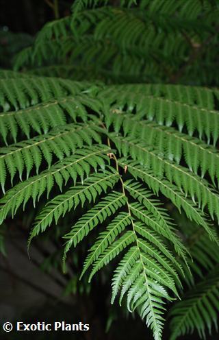 Cyathea australis rough tree fern seeds