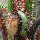 Cyathea bicrenata  semillas