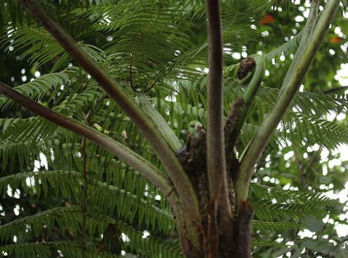 Cyathea caracasana Tree fern seeds