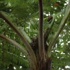 Cyathea caracasana  semillas