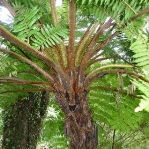 Cyathea carrii Tree fern seeds