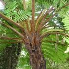 Cyathea carrii Foug?re arborescente graines