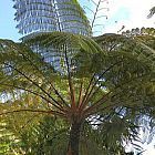 Cyathea contaminans  cемян