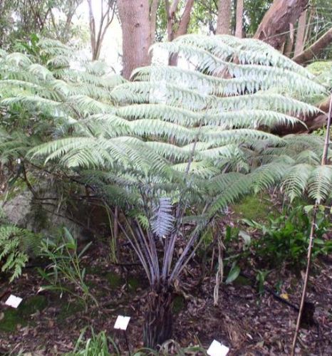 Cyathea dealbata Silver Tree Fern seeds