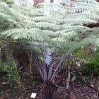 Cyathea dealbata