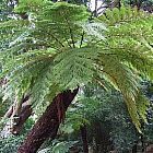 Cyathea dregei helecho ?rbol semillas