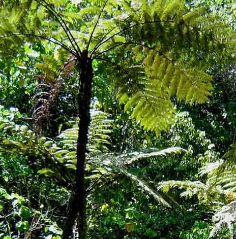 Cyathea erinacea Tree fern seeds