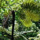 Cyathea erinacea Baumfarn Samen