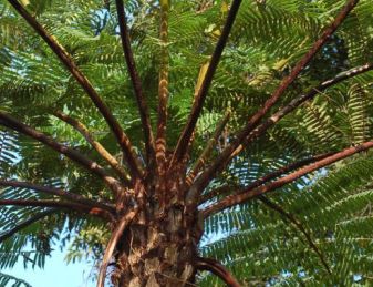 Cyathea firma Tree fern seeds