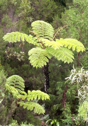 Cyathea glauca soft tree fern seeds