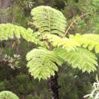 Cyathea glauca  cемян