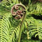 Cyathea gleichenioides  semillas