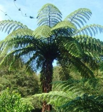 Cyathea medullaris black tree fern seeds