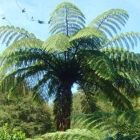 Cyathea medullaris  semi