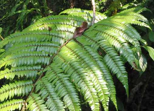 Cyathea moluccana fern seeds